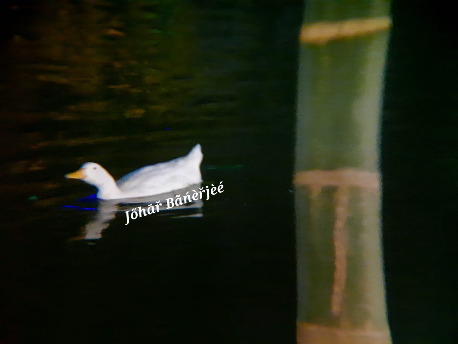 The Ducks of Fortune City, during puja Pic 1