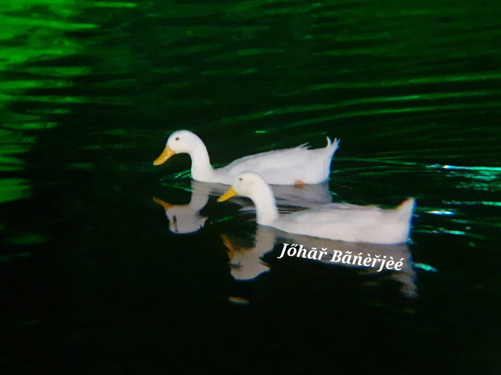 The Ducks of Fortune City, during puja Pic 2