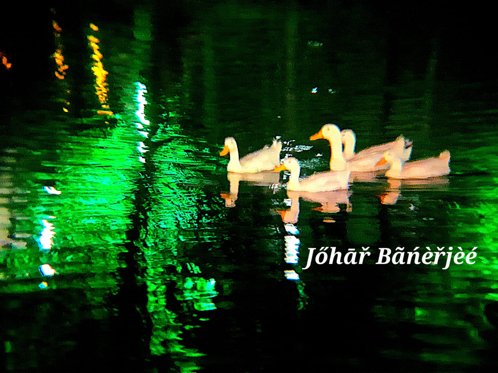 The Ducks of Fortune City, during puja Pic 3