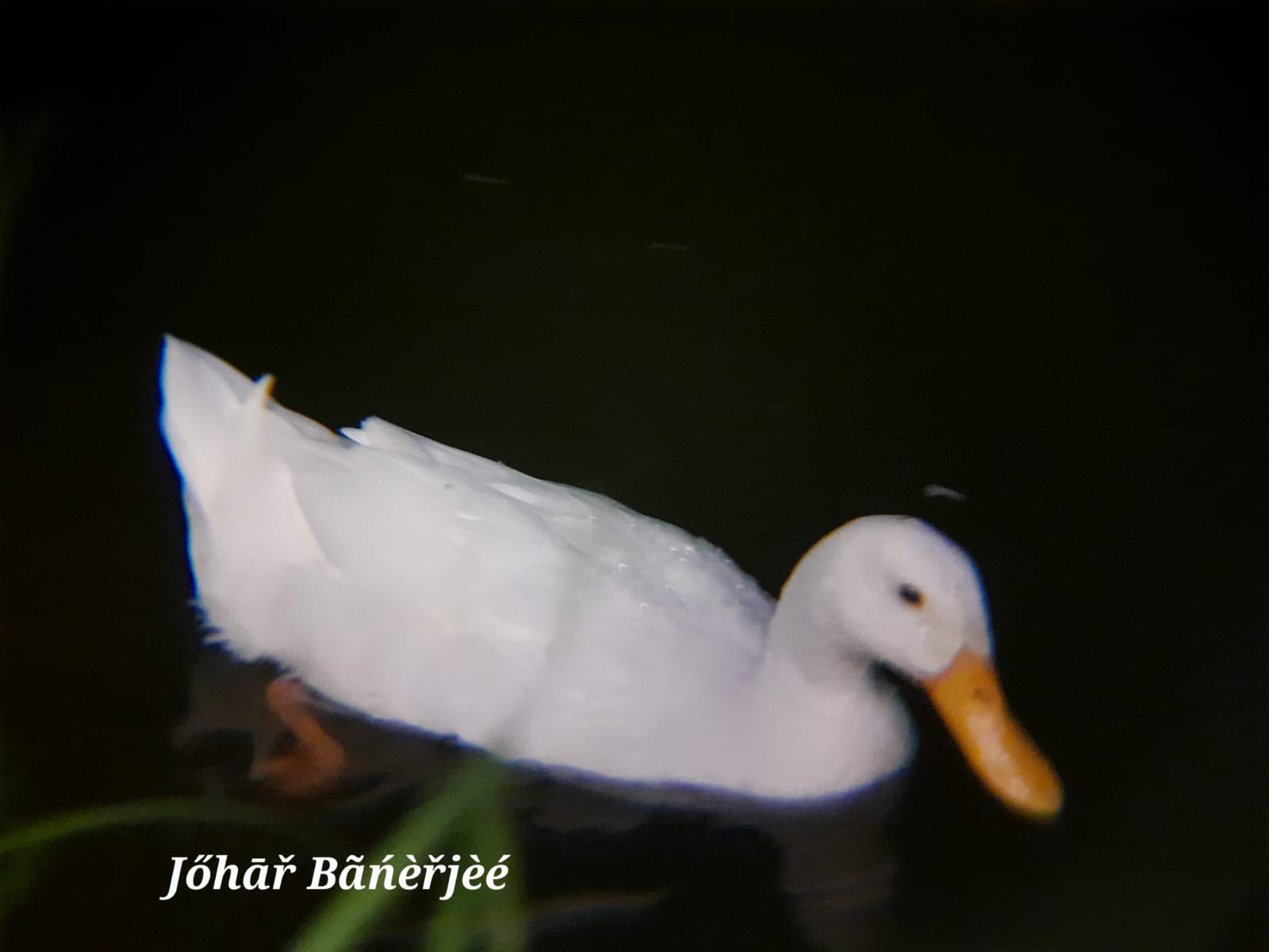 The Ducks of Fortune City, during puja Pic 4