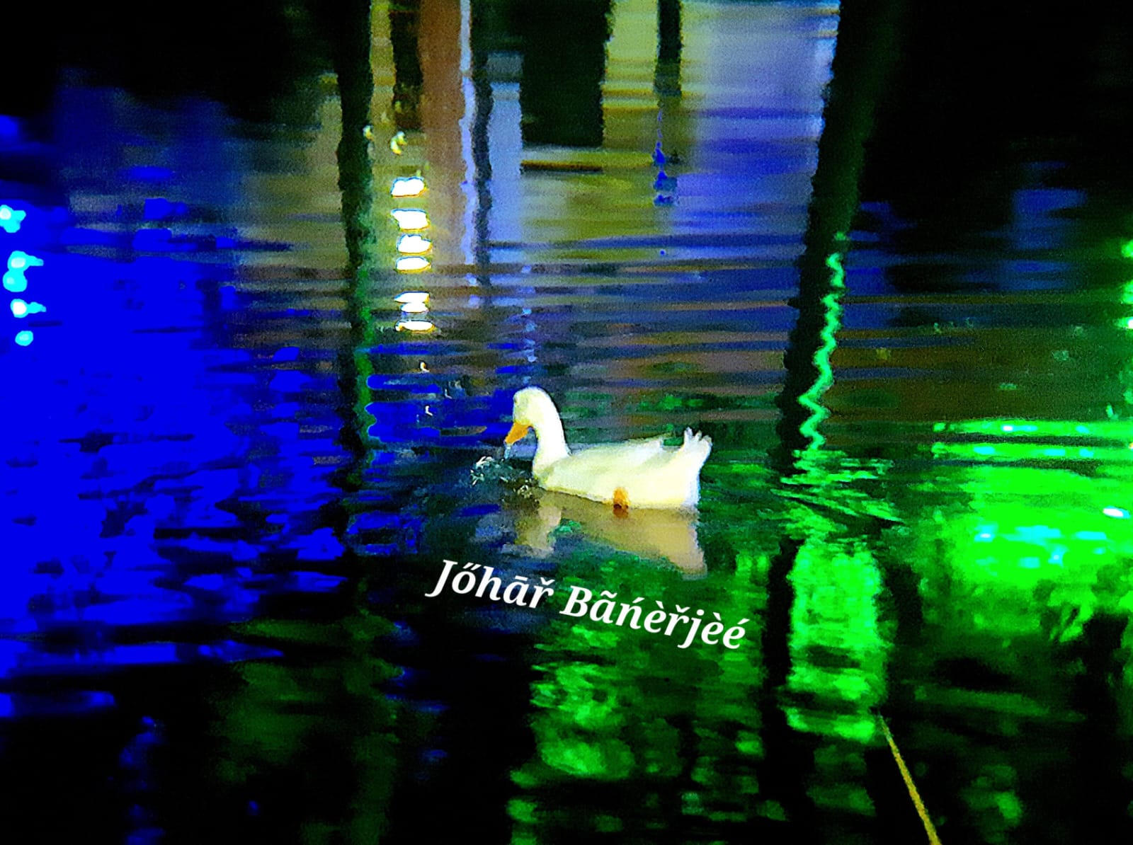 The Ducks of Fortune City, during puja Pic 5