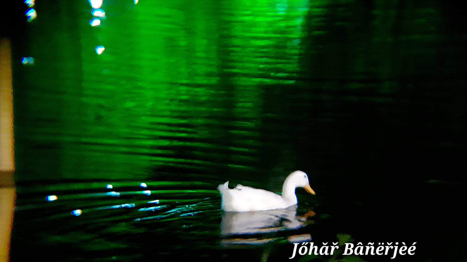 The Ducks of Fortune City, during puja Pic 6