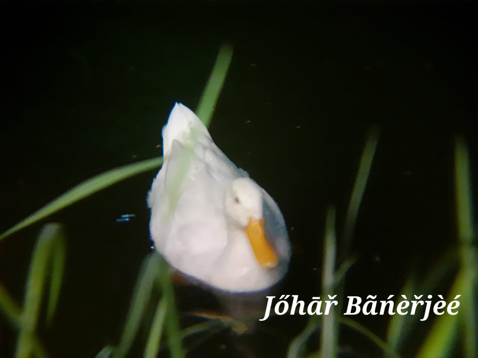 The Ducks of Fortune City, during puja Pic 7