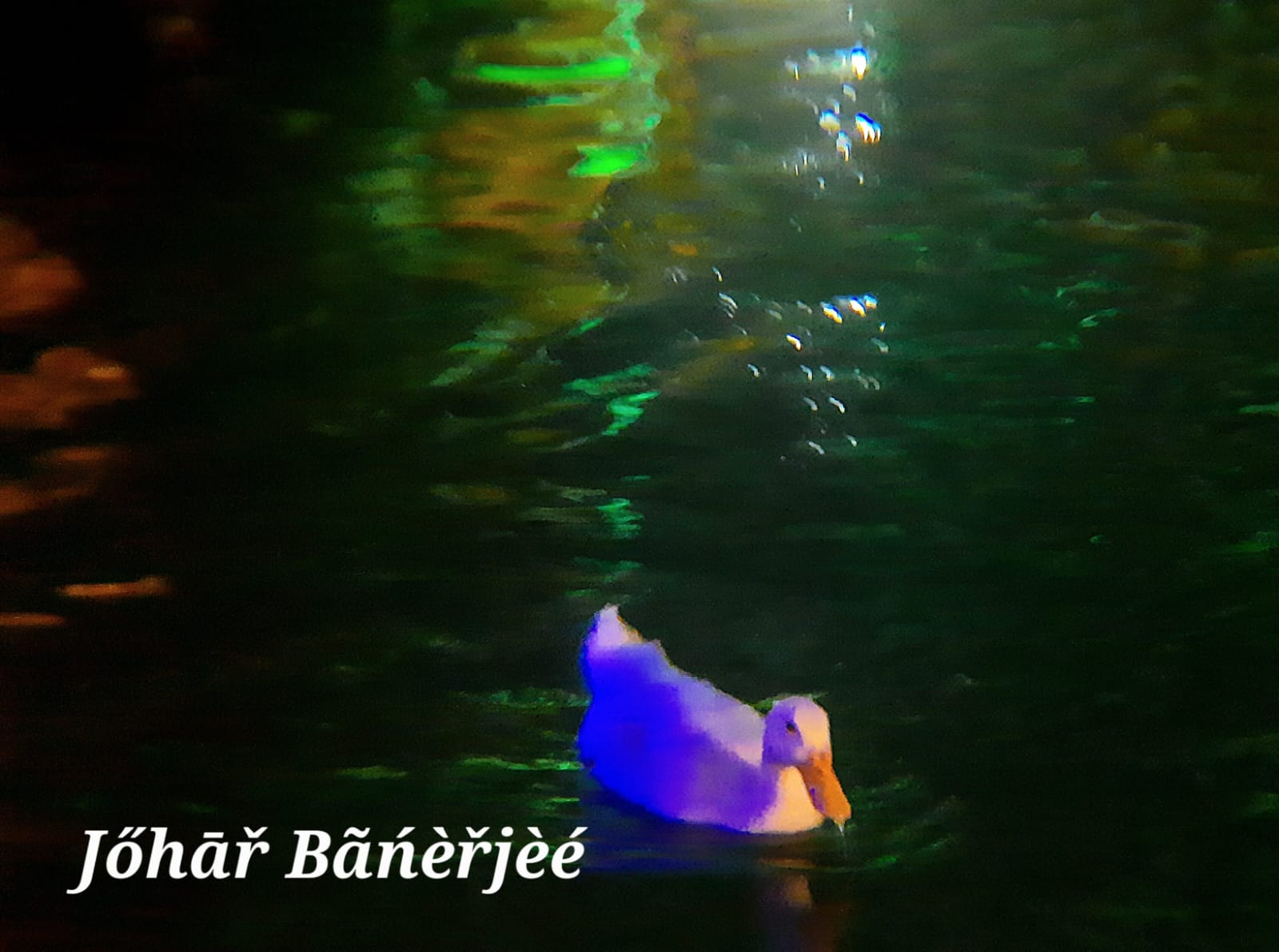 The Ducks of Fortune City, during puja Pic 8