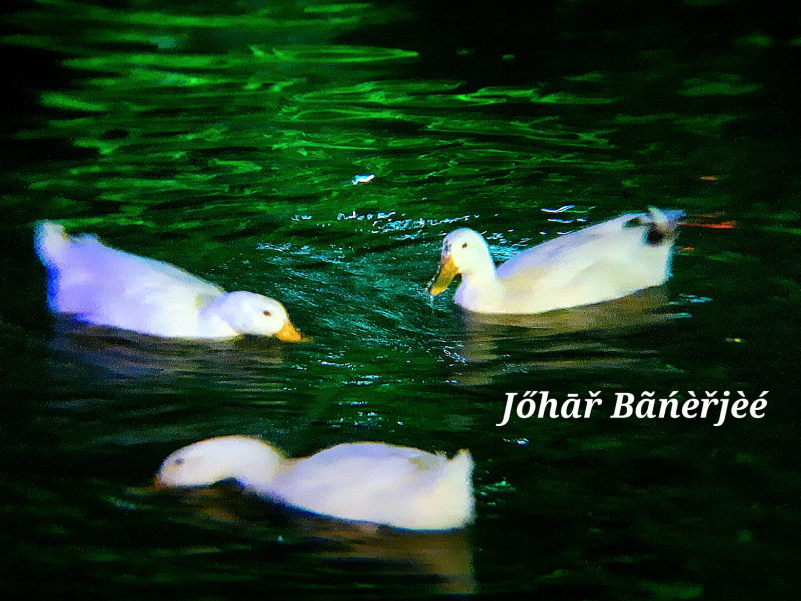 The Ducks of Fortune City, during puja Pic 9